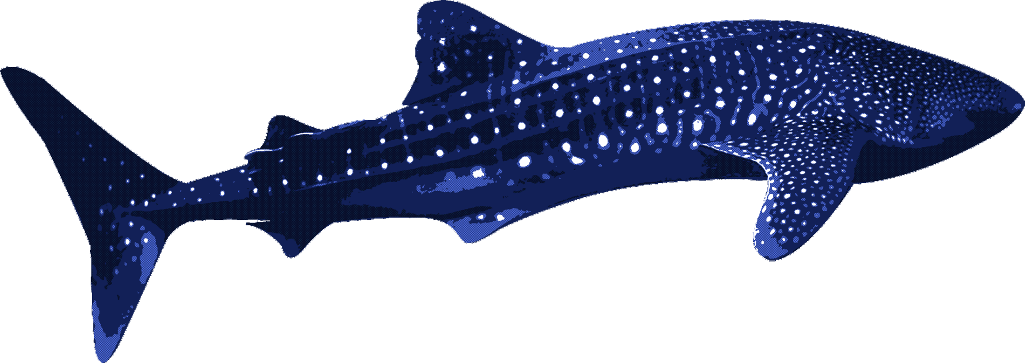 Shark