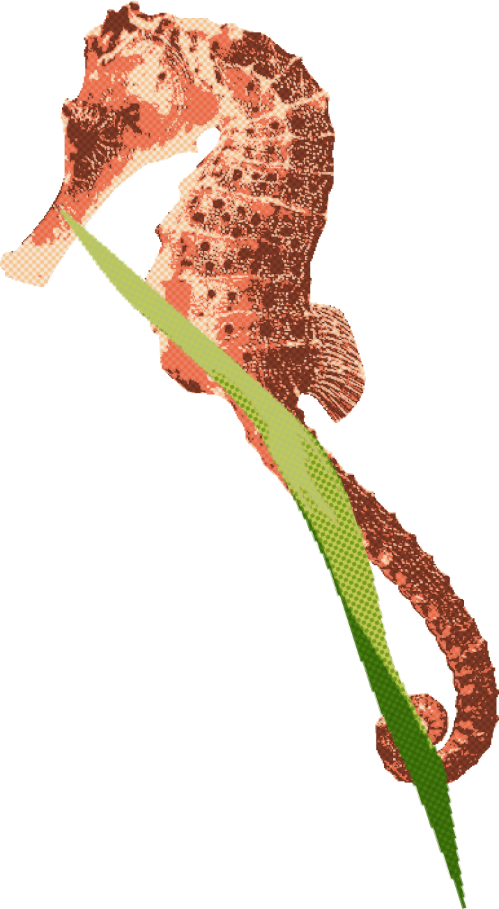 Seahorse decoration