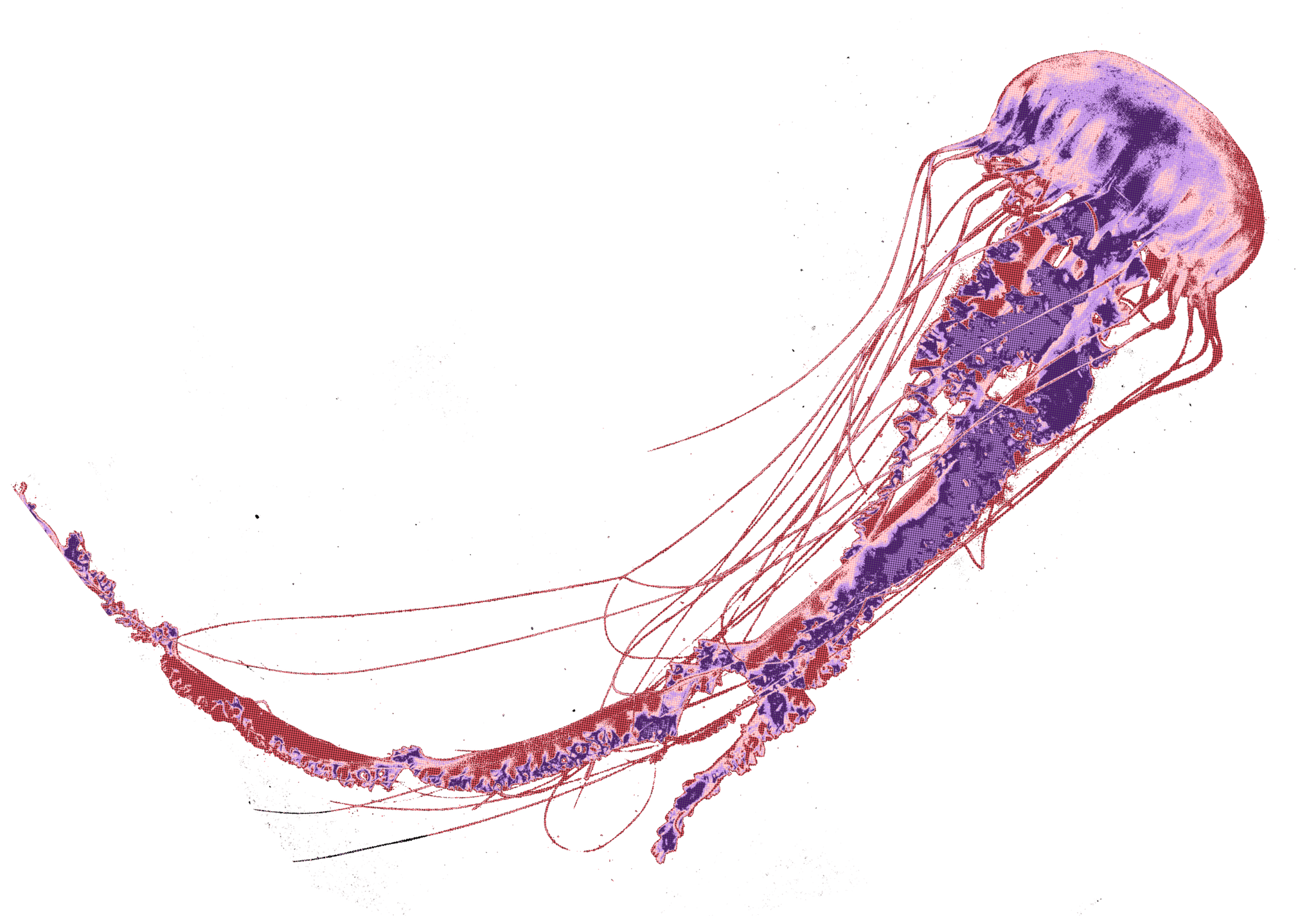 Jellyfish