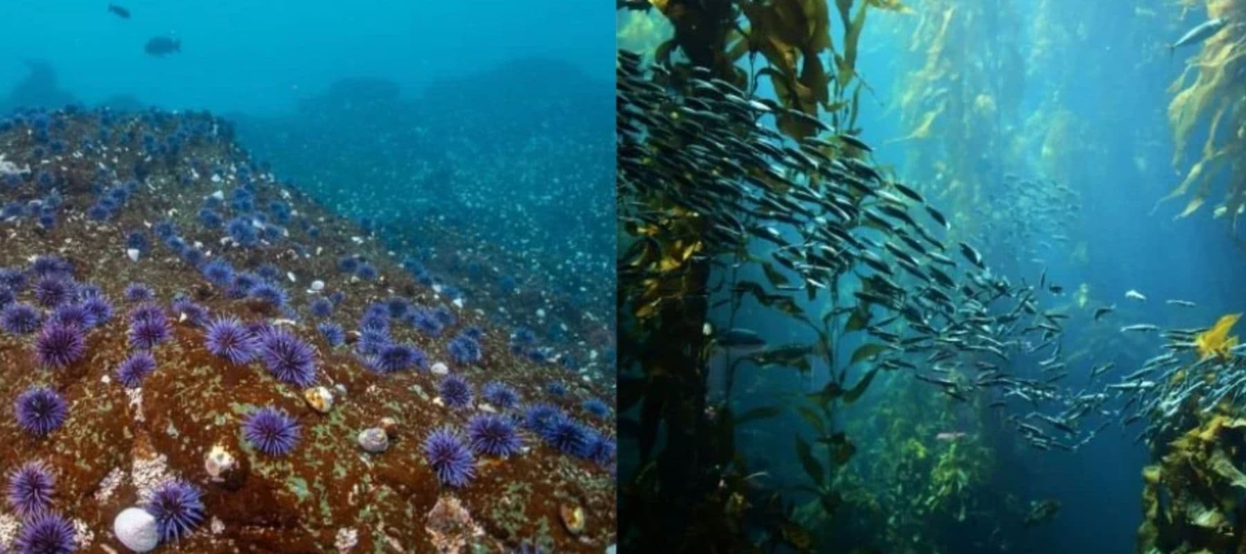 SOA Youth_newsletter (3600 x 1200 px) (9).jpg